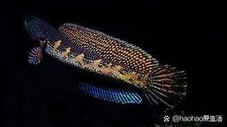 黑魔神雷龍魚溫度