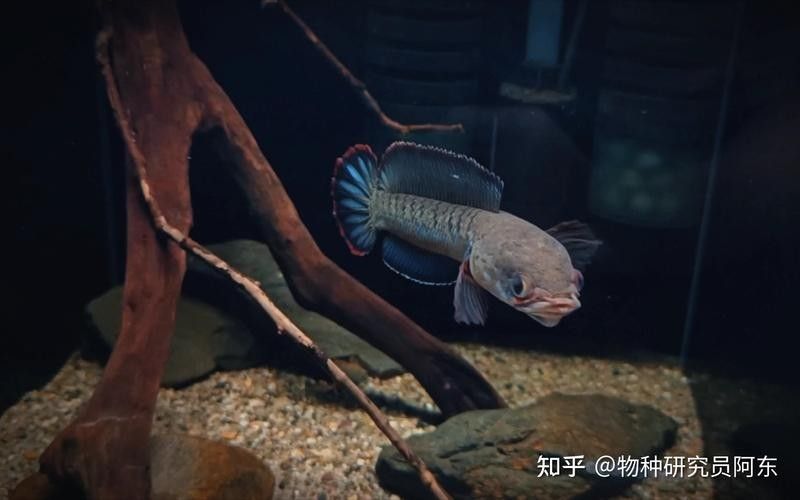 黑魔神雷龍魚溫度