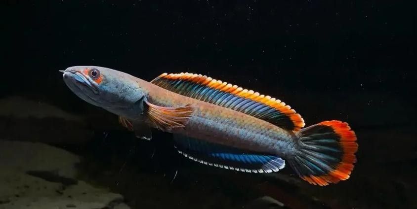 黑魔神雷龍魚溫度