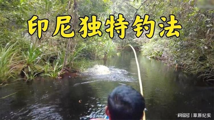 馬來西亞和印尼的金龍魚哪個好釣