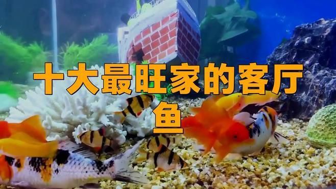 能否提供更多風水魚品種？
