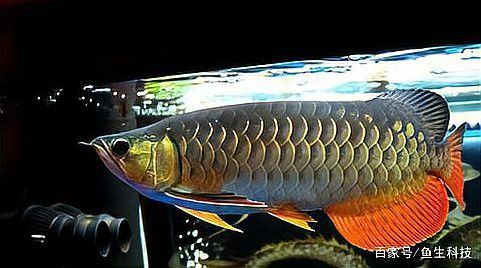如何區分真假B過背金龍魚？