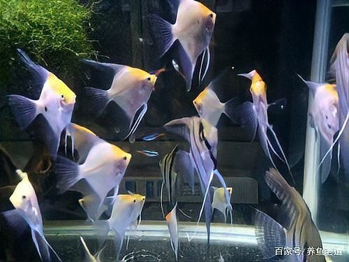 如何區(qū)分龍魚(yú)交叉感染與其他疾病？