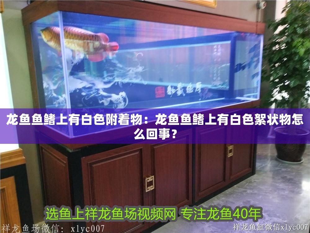 龍魚(yú)魚(yú)鰭上有白色附著物：龍魚(yú)魚(yú)鰭上有白色絮狀物怎么回事？