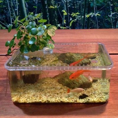 龍魚缸養(yǎng)金魚好嗎：金魚和龍魚在飼養(yǎng)過程中需要注意什么？