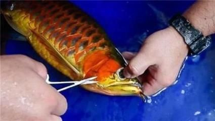 賣金龍魚好嗎賺錢嗎：賣金龍魚好嗎？