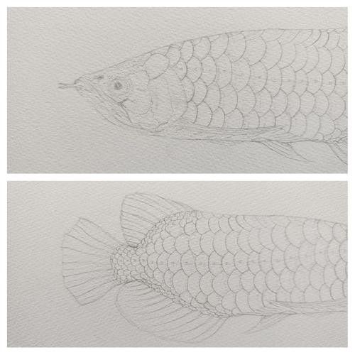 龍魚手繪圖片大全 龍魚手繪圖片大全 龍魚百科 第11張