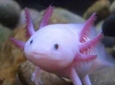 養六角龍魚有什么寓意（六角龍魚吉祥嗎？）