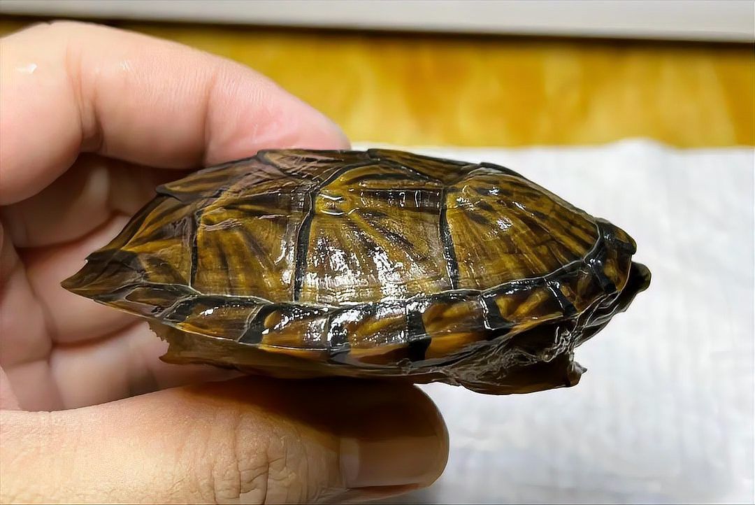 短身黃金恐龍王的市場需求如何？