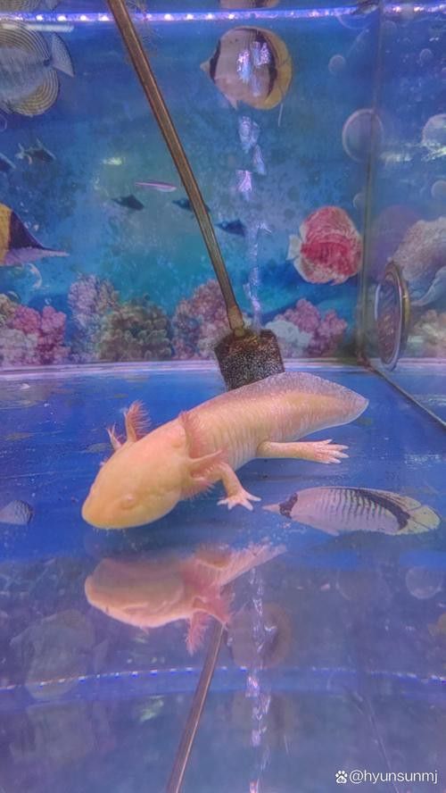 我想看恐龍魚長什么樣圖片