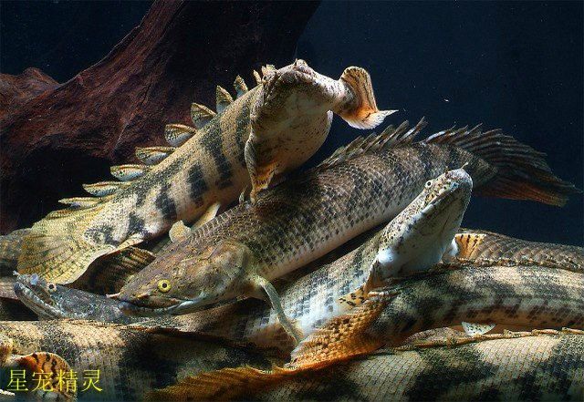 我想看恐龍魚長什么樣圖片