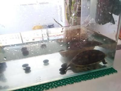 龍魚喂鱉有什么好處：龍魚喂食鱉的好處