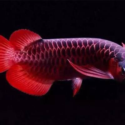 紅龍魚專賣店地址電話