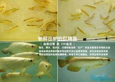 龍魚品質從高到低的變化有哪些