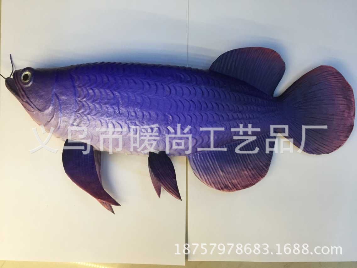 金龍魚翹嘴是為什么：金龍魚翹嘴可能是遺傳特征，