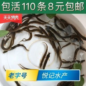 金龍魚翹嘴是為什么：金龍魚翹嘴可能是遺傳特征，