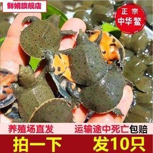 龍魚喂食甲魚苗好嗎（龍魚喂食甲魚苗在一定程度上是有益的但需謹(jǐn)慎操作）