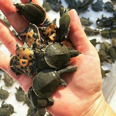 龍魚喂食甲魚苗好嗎（龍魚喂食甲魚苗在一定程度上是有益的但需謹(jǐn)慎操作）