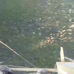 鯉魚苗批發價格