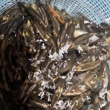 鯉魚苗批發價格