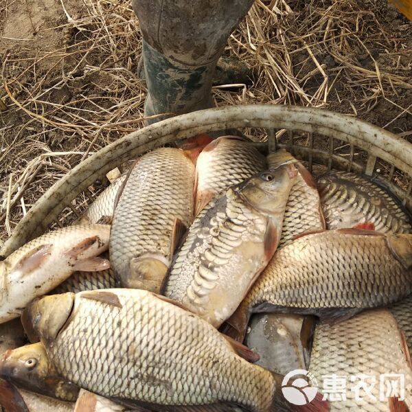 鯉魚苗批發價格