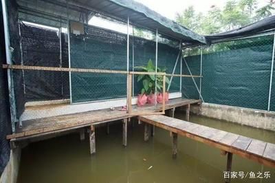 龍魚池塘放養：龍魚池塘放養需要注意以下幾個問題，龍魚可以在池塘中放養