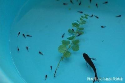 黑云魚養殖水溫調控技巧，黑云魚養殖水溫調控技巧摘要：黑云魚養殖水溫調控技巧