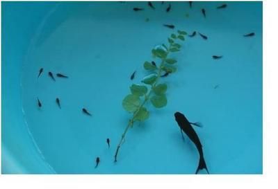 黑云魚養殖水溫調控技巧，黑云魚養殖水溫調控技巧摘要：黑云魚養殖水溫調控技巧