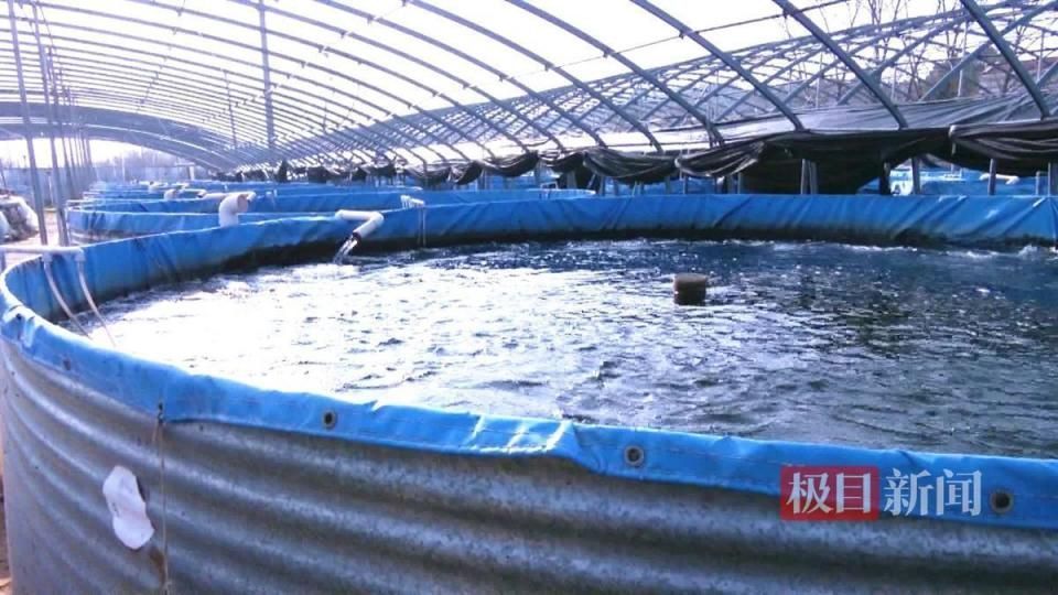 黑云魚養殖水溫調控技巧，黑云魚養殖水溫調控技巧摘要：黑云魚養殖水溫調控技巧