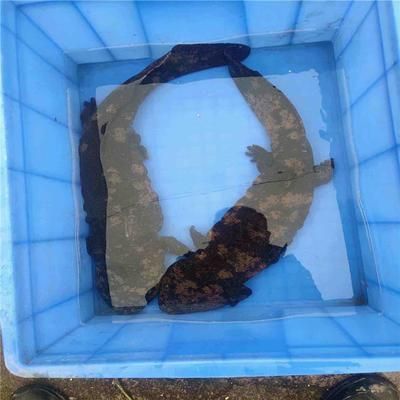 黑云魚養殖水溫調控技巧，黑云魚養殖水溫調控技巧摘要：黑云魚養殖水溫調控技巧
