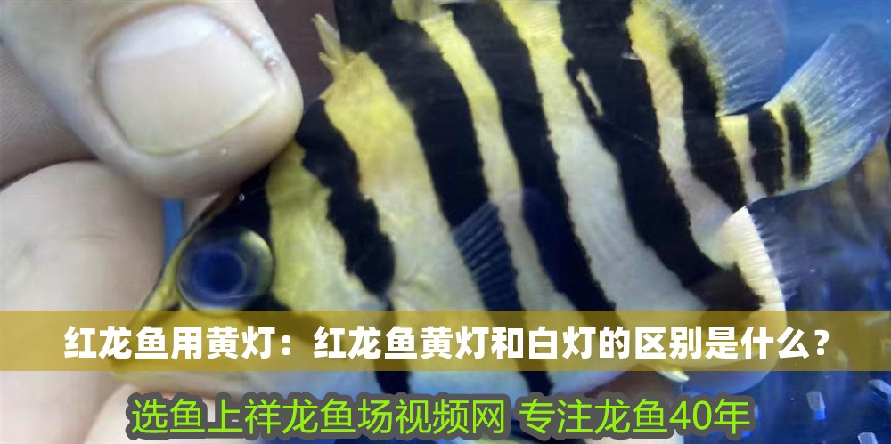 紅龍魚用黃燈：紅龍魚黃燈和白燈的區別是什么？
