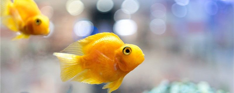 鸚鵡魚為什么互相打架打架怎么制止