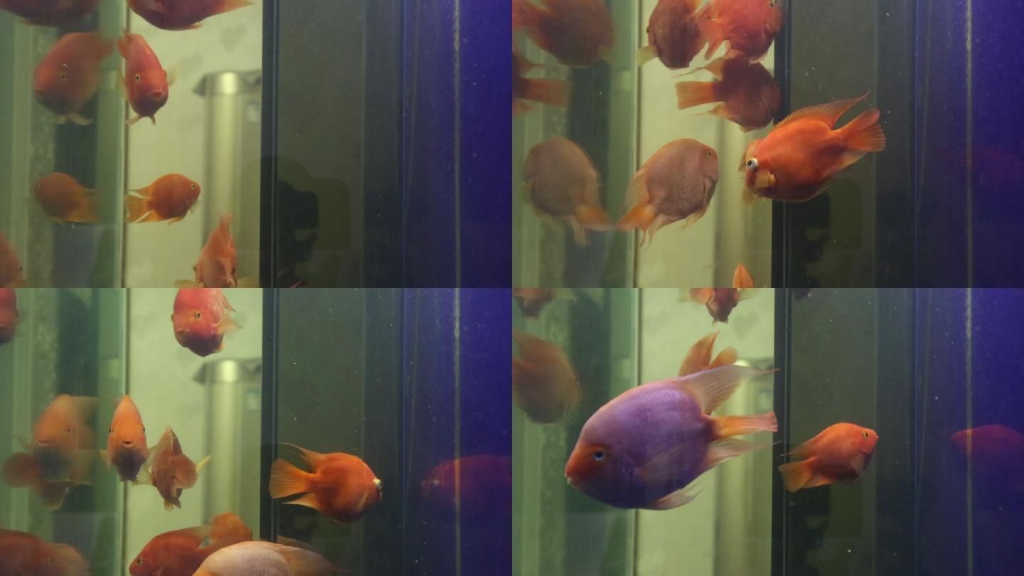 龍魚被鸚鵡咬掉鱗片怎么辦：龍魚被鸚鵡咬掉鱗片怎么辦龍魚被鸚鵡咬掉鱗片怎么辦