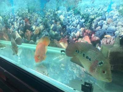 上濾養不了龍魚嗎（上濾可以用來養殖龍魚嗎？）