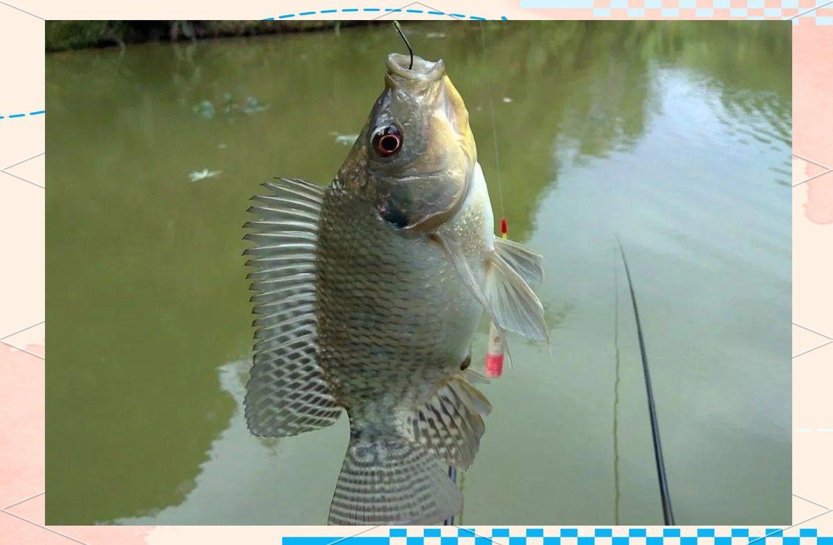 羅非魚在廣東的叫法