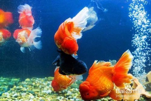 金龍魚 魚缸 黑色 霉點(diǎn)怎么去除小妙招（魚缸霉點(diǎn)如何自然去除）