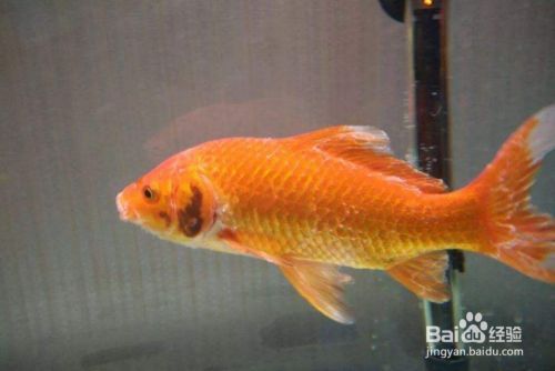 金龍魚 魚缸 黑色 霉點(diǎn)怎么去除小妙招（魚缸霉點(diǎn)如何自然去除）
