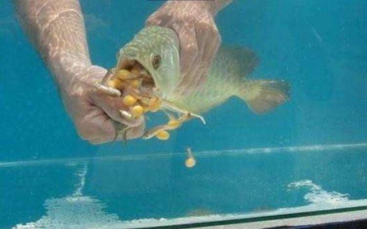 金龍魚保護小魚的方法有哪些？：金龍魚保護小魚的主要方法