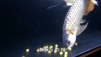 金龍魚保護小魚的方法有哪些？：金龍魚保護小魚的主要方法