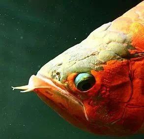 金龍魚清道夫魚：金龍魚和清道夫魚可以混養嗎