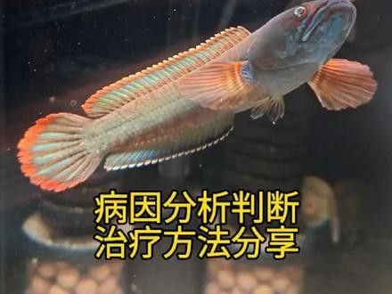 龍魚蒙眼嚴重怎么辦啊
