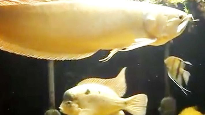 龍魚空運多少錢一條啊：關于龍魚空運費用的詳細信息
