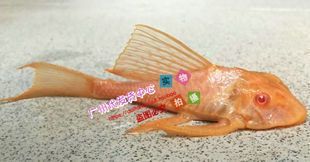 龍魚空運多少錢一條啊：關于龍魚空運費用的詳細信息