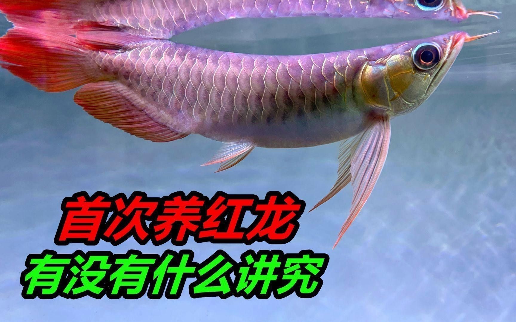 紅龍魚缸需要加蓋嗎？