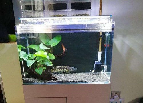 紅龍魚缸需要加蓋嗎？