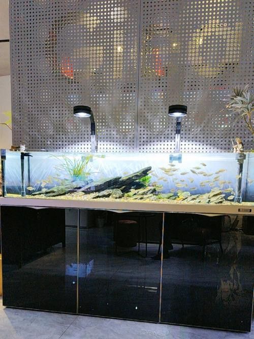 惠州賣六角龍魚的地方在哪里有