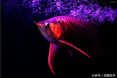 對龍魚的形容句子怎么寫的（形容“龍魚”的句子）