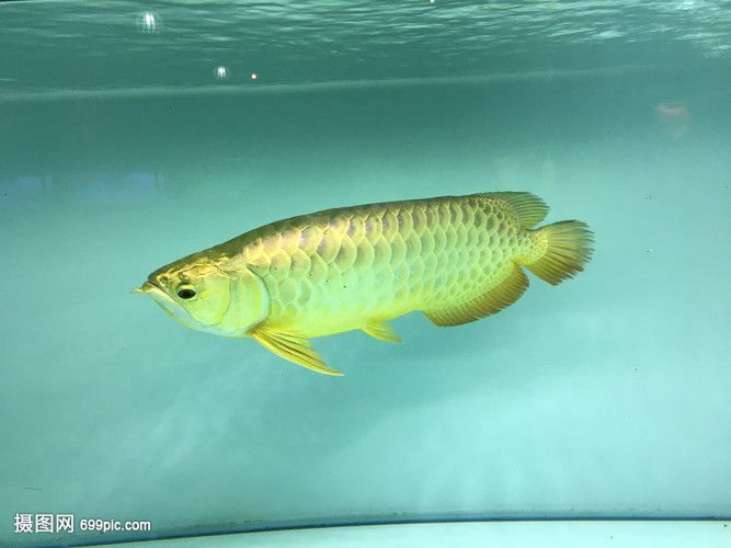 極品金龍魚多少錢一條（極品白金龍魚價格超過40萬美金如何辨別金龍魚真偽）