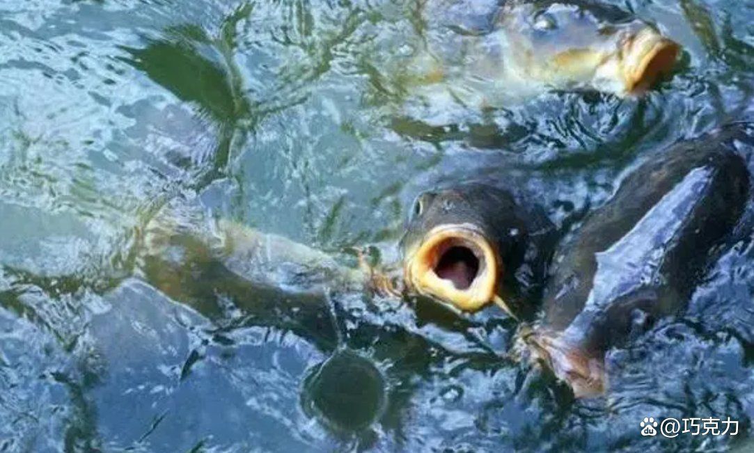 龍魚浮頭呆滯最簡單恢復方法