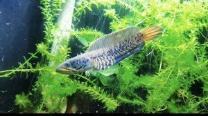 奶茶雷龍魚價格